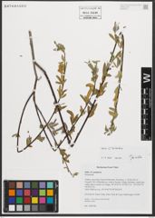 Foto von Salix triandra L.